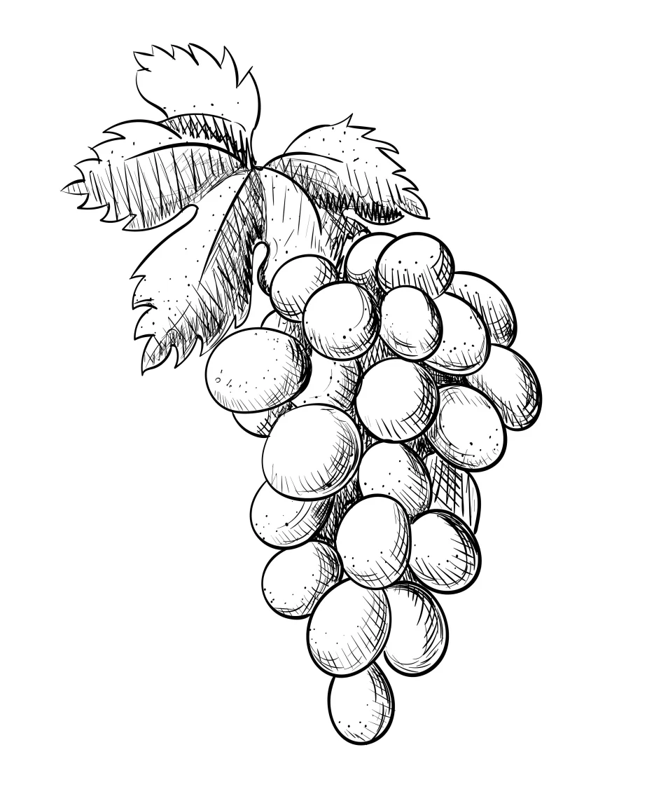 Symbol Viticulture - Norbert Werner — Weinbau — Oberscheinfeld